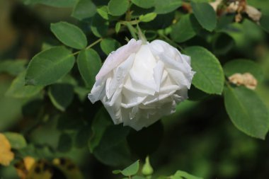 Beyaz bir gülün yakın çekimi, muhtemelen kristal çeşididir. Makro çekim hassas yapraklar, yeşil yapraklar ve doğal ışıkta ince detaylar vurgular.