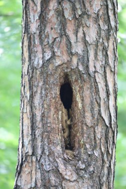 Ağaçkakanın açtığı delikleri olan büyük bir çam ağacına yakın plan. Görüntü doğal ağaç dokusunu, çürükleri ve kuş aktivitesi belirtilerini gösteriyor..