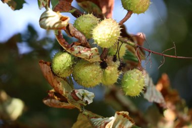 Yeşil sarı ve kırmızımsı sonbahar yapraklarına karşı acı kestane meyveli bir dalın yakın çekimi. Görüntü doğal dokuyu, renkleri ve mevsimsel detayları gösterir..