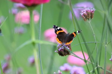 Detaylı kanatlar, canlı renkler ve doğal desenler gösteren Amiral Kelebeği 'nin yakın çekimi. Böcek yeşil bir yaprağın üzerinde, yumuşak bulanık bir arka planı var..