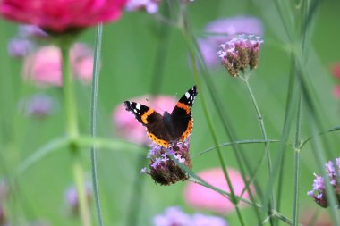 Detaylı kanatlar, canlı renkler ve doğal desenler gösteren Amiral Kelebeği 'nin yakın çekimi. Böcek yeşil bir yaprağın üzerinde, yumuşak bulanık bir arka planı var..