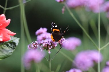 Detaylı kanatlar, canlı renkler ve doğal desenler gösteren Amiral Kelebeği 'nin yakın çekimi. Böcek yeşil bir yaprağın üzerinde, yumuşak bulanık bir arka planı var..