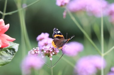 Detaylı kanatlar, canlı renkler ve doğal desenler gösteren Amiral Kelebeği 'nin yakın çekimi. Böcek yeşil bir yaprağın üzerinde, yumuşak bulanık bir arka planı var..