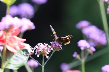 Canlı bir çiçeğin üzerinde dinlenen Amiral Kelebeğin yakın çekimi. Ayrıntılı kanatlar, parlak renkler ve doğal desenler yumuşak bulanık bir arkaplanda görünür..