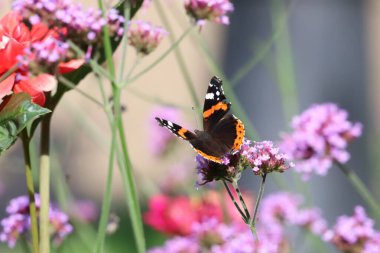 Canlı bir çiçeğin üzerinde dinlenen Amiral Kelebeğin yakın çekimi. Ayrıntılı kanatlar, parlak renkler ve doğal desenler yumuşak bulanık bir arkaplanda görünür..