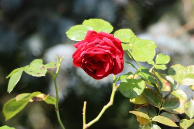 Kızıl Çin amber çiçeğinin tam çiçek açtığı yerde..