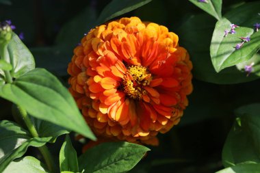 Dahlia Dagliya 'ya yakın, Meksika ve Orta Amerika' dan tüberküloz çiçeği. Çiçek detaylarını vurgulayan makro, bahçe ve doğa fotoğrafçılığı için mükemmel..