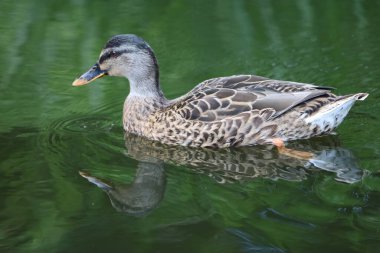 Vahşi ördek temiz suda yüzüyor. Yumuşak yansımalı doğal yaşam sahnesi, doğa, ekoloji, seyahat ve hayvan temalı ideal.