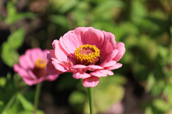 Крупным планом нежный цветок Cenia демонстрирует свои замысловатые лепестки и яркие цвета. Идеально подходит для макро-, садовая и природная фотография, подчеркивающая цветочную красоту.