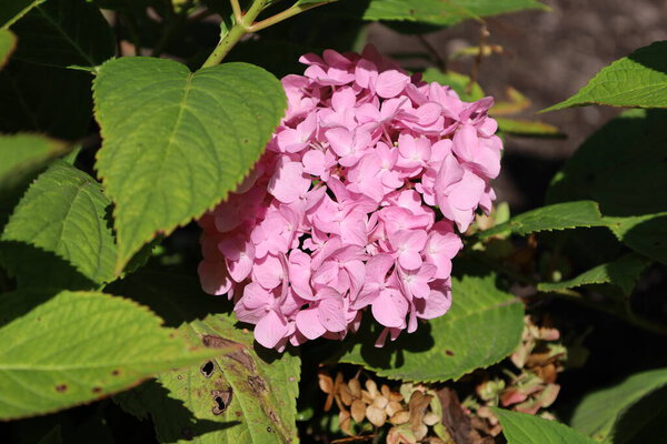 Закрыть крупнолистную гиелью с фиолетовыми и розовыми цветками. Идеально подходит для макро-, садово-парковой и природной фотографии, выделяя яркие лепестки и цветочные текстуры.