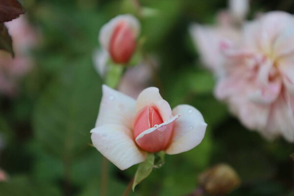 Закрыть розовые розы с капельками росы на лепестках. Свежие капли выделяют нежные лепестки и яркие цвета, идеальные для макро-, садово-цветочной фотографии.