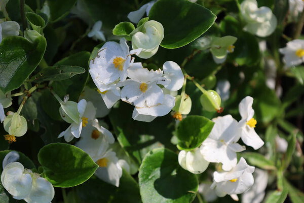 Закрыть белый цветок Pelargonium Aureka Arden White. Идеально подходит для макро-, садово-парковой и природной фотографии, выделяя нежные лепестки и яркие цветочные текстуры.