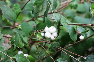 Görüntü, bulanık bir arkaplanda dallarını ve böğürtlenlerini gösteren beyaz bir kar çileği çalısını gösteriyor..