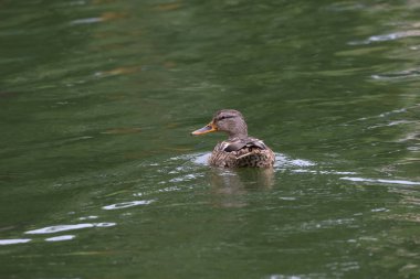 Yağmur altında yüzen Mallard ördeği.