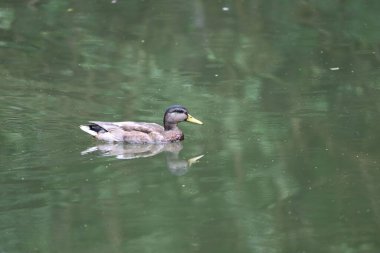 Yağmur altında yüzen Mallard ördeği.