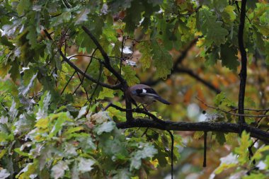 Meşe dalında bir alakarga, yaprakların arasında meşe palamudu toplayıp yiyor..