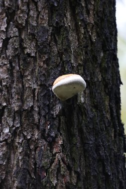 Parktaki bir ağaç gövdesinde büyüyen huş ağacı çokgözeneği, mantara yakın..
