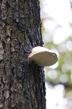 Parktaki bir ağaç gövdesinde büyüyen huş ağacı çokgözeneği, mantara yakın..