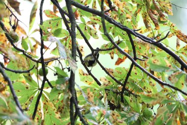 Great tit perched on branches of an edible or horse chestnut tree among green leaves.