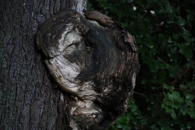 Gövdede büyüyen çok gözenekli ağaç mantarı, doğal ortamda kapanıyor..