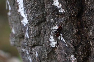 Amiral Böceği eski huş ağacına tünemiş, detaylı doku ve renkleri gösteren yakın plan.