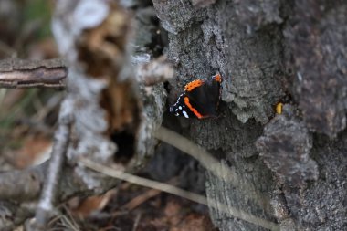 Amiral Böceği eski huş ağacına tünemiş, detaylı doku ve renkleri gösteren yakın plan.