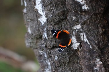 Amiral Böceği eski huş ağacına tünemiş, detaylı doku ve renkleri gösteren yakın plan.