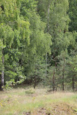 Avrupa 'nın ılıman bölgelerinde tipik olarak huş ağacı ve yaprak döken ağaçların hüküm sürdüğü orman manzarası.