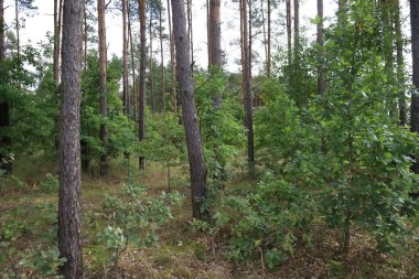 Çam ağaçları, gövdeler ve çalıların yoğun olduğu orman manzarası ve genç ağaçlar, tipik orman alanı..