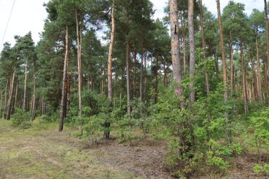 Çam ağaçları, gövdeler ve çalıların yoğun olduğu orman manzarası ve genç ağaçlar, tipik orman alanı..