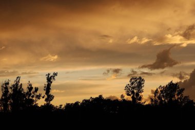 Karanlık ufuktaki ağaç siluetleri ılık tonlu bulutlar ve gökyüzünün altında, rahat bir manzara yaratıyor..