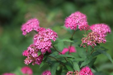 Japon Spirea, pembe ya da beyaz çiçekli bir cüce yaprak döken çalısı, yeşil yaprak arka planına yakın dur..