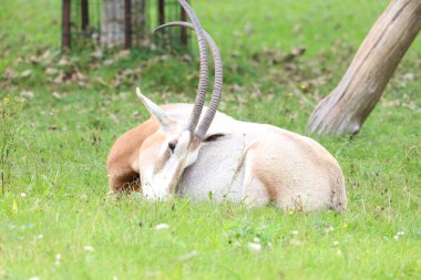 Boynuzları ve çizgili yüz şekillerini, Afrika 'dan ya da Orta Doğu' dan gelen doğal yaşam alanını gösteren bir antilop ya da çim üzerinde mücevher kapatıyoruz..