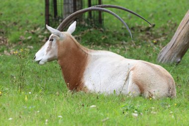 Boynuzları ve çizgili yüz şekillerini, Afrika 'dan ya da Orta Doğu' dan gelen doğal yaşam alanını gösteren bir antilop ya da çim üzerinde mücevher kapatıyoruz..