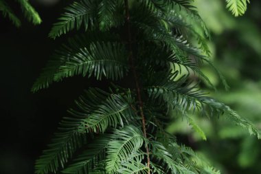 Yeşil iğneli Çin Metasequoia şubesi, bitki detaylarını gösteren doğal arka plana yakın çekim.