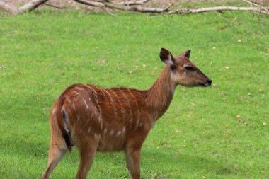 Sitatunga 'ya yakın, hayvanat bahçesinde nadir bulunan bir bataklık antilobu, yüz ve kürk detaylarını gösteriyor..