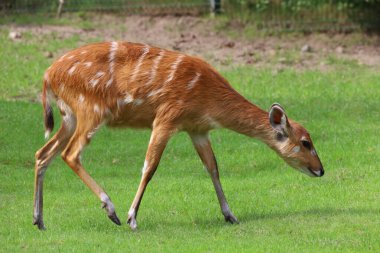 Sitatunga 'ya yakın, hayvanat bahçesinde nadir bulunan bir bataklık antilobu, yüz ve kürk detaylarını gösteriyor..