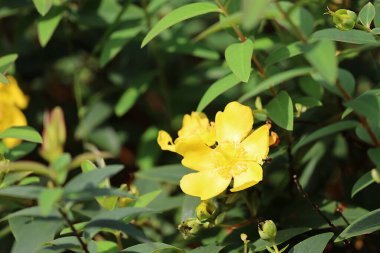 Benekli St Johns Wort 'a yakın doğal yeşillikte açık sarı çiçeklerle.