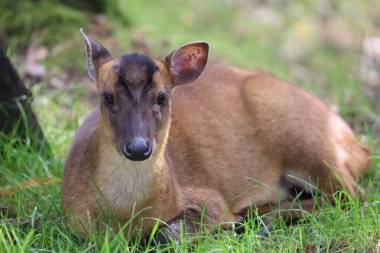 Fotoğrafta geyik havlaması olarak da bilinen bir munçak var. Güney ve Güneydoğu Asya 'ya özgü küçük bir geyik türü..