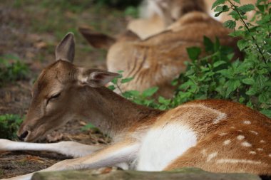 Hayvanat bahçesinde Japon geyiği görüldü. Kırmızımsı kürklü ve belirgin beyaz benekli zarif hayvanlar, Asya kökenli ve yaygın olarak Sika geyiği olarak bilinir..
