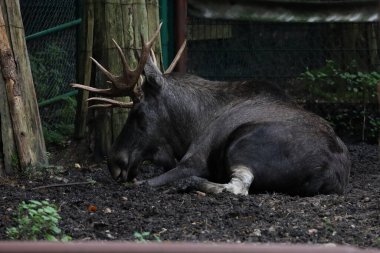 Hayvanat bahçesindeki büyük boynuzlu geyik, yakın planda gösteriliyor. Devasa boynuzları ve anlamlı yüzü çitin arkasında açıkça görülüyor..
