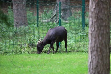 Fotoğrafta bir hayvanat bahçesindeki Cüce Bufalo olarak bilinen Anoa görülüyor. Hayvan, vücudunu ve ayırt edici özelliklerini gösteren yakın plan çekimlerde yakalanır..