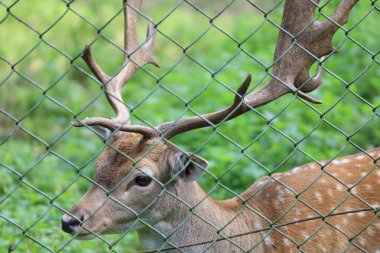 Fallow geyik dama ağacın yanında dinleniyor. Zarif görünüşü, benekli ceketi ve erkeklerde büyük palmat boynuzlarıyla bilinir. Özellikle yaz mevsiminde ayırt edicidir..