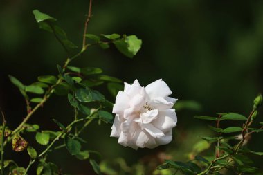 Görüntü, bulanık arkaplan ile makro odak içinde yakalanmış bir gülü gösterir.