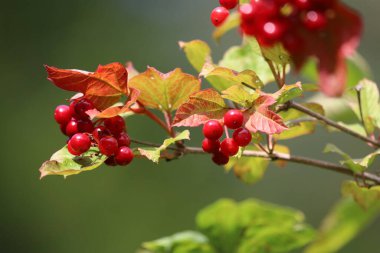 Görüntü, arka planda bulanık bir şekilde kırmızı dutlu viburum dalını gösteriyor..