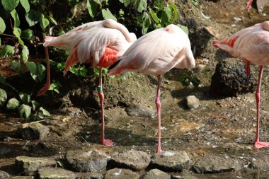 Görüntü, Şilili flamingoların sığ sularda ya da kıyı boyunca durduğunu gösteriyor..