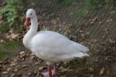Koati, hayvanat bahçesinin etrafını detaylı bir şekilde kapatmış. Görüntü, hayvanat bahçesinin içinde bir koati olduğunu gösteriyor..