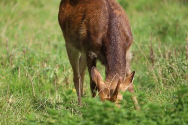 Görüntü, hayvanat bahçesinin etrafındaki bir geyiği gösteriyor. Türün adı belirgin yürüme tarzından gelir ve fotoğrafta açıkça görülür..
