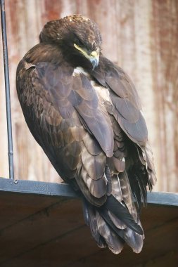 Resim, Accipitridae ailesinin en büyük yırtıcılarından biri olan Altın Kartal 'ı bir hayvanat bahçesi muhafazasının içinde gösteriyor. Avrasya ve Kuzey Amerika 'daki en büyük kartaldır..