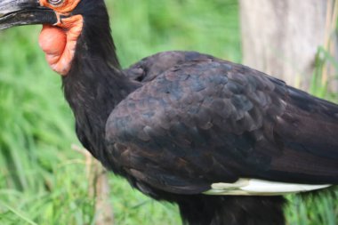 Görüntü, arka planda çürümüş bir ağaçla birlikte yeşil çimlerin arasında yakından çekilmiş, belirgin boynuzlarını ve siyah tüylerini vurgulayan bir Habeş boynuzlu kuzgunu gösteriyor..